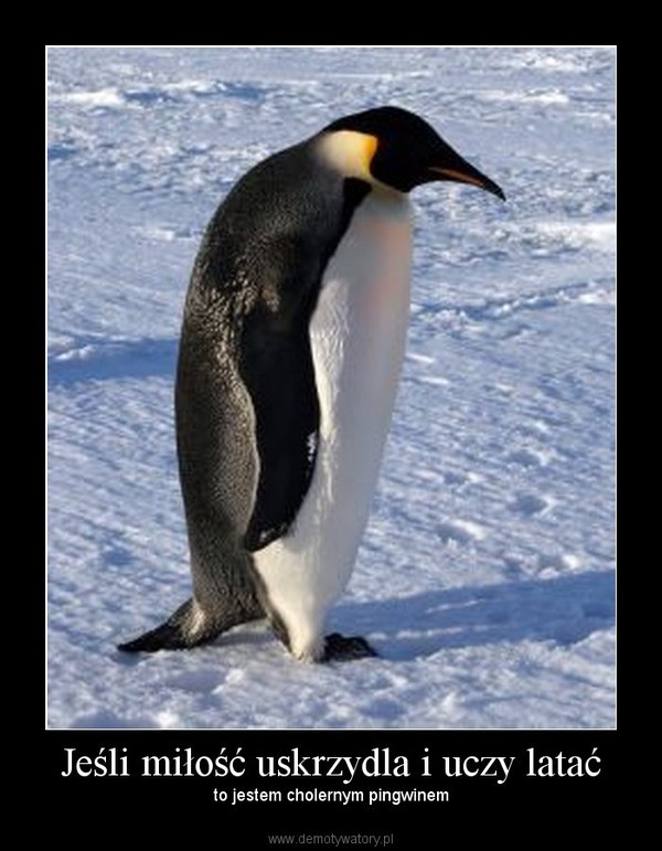Jeśli miłość uskrzydla i uczy latać – to jestem cholernym pingwinem 