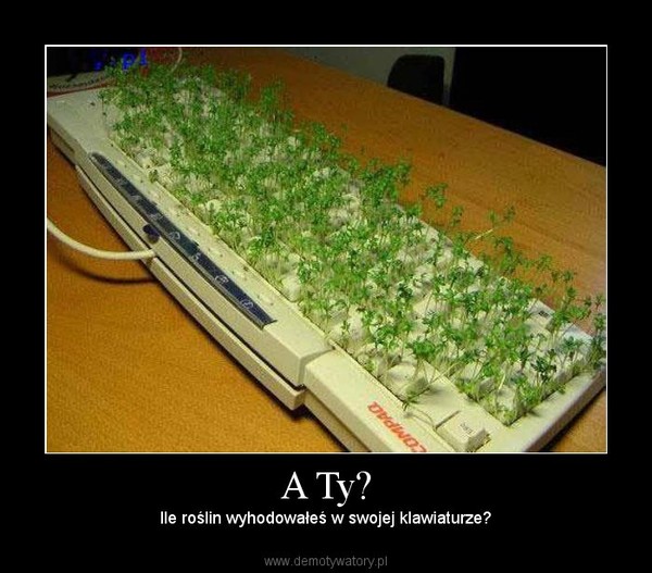 A Ty? – Ile roślin wyhodowałeś w swojej klawiaturze? 