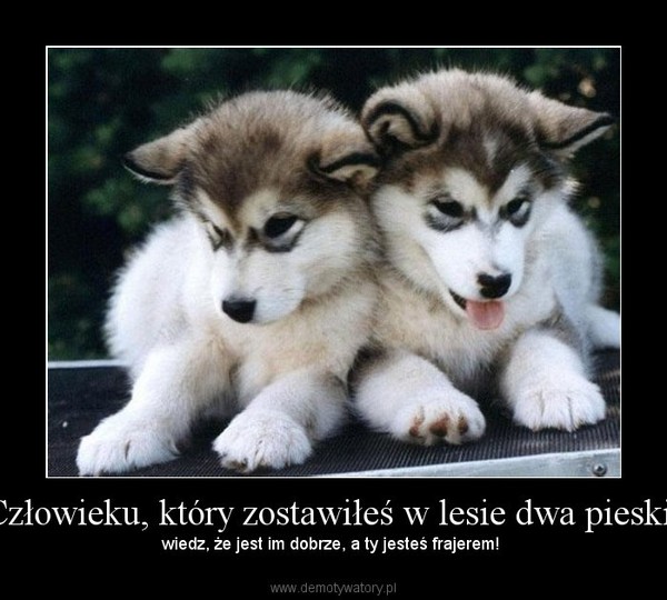 Człowieku, który zostawiłeś w lesie dwa pieski, – wiedz, że jest im dobrze, a ty jesteś frajerem! 