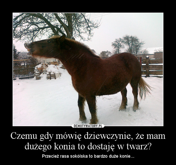 Czemu gdy mówię dziewczynie, że mam dużego konia to dostaję w twarz? – Przecież rasa sokólska to bardzo duże konie... 