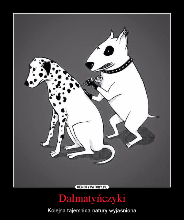 Dalmatyńczyki – Kolejna tajemnica natury wyjaśniona 