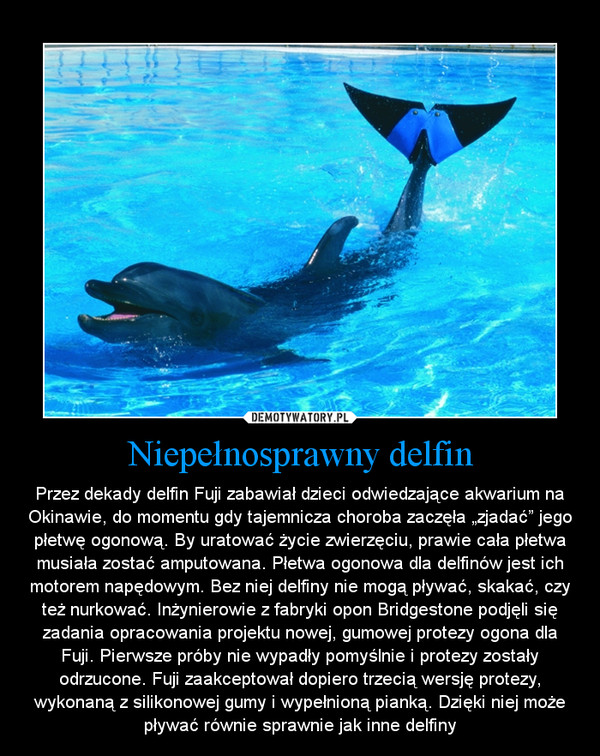 Niepełnosprawny delfin – Przez dekady delfin Fuji zabawiał dzieci odwiedzające akwarium na Okinawie, do momentu gdy tajemnicza choroba zaczęła „zjadać” jego płetwę ogonową. By uratować życie zwierzęciu, prawie cała płetwa musiała zostać amputowana. Płetwa ogonowa dla delfinów jest ich motorem napędowym. Bez niej delfiny nie mogą pływać, skakać, czy też nurkować. Inżynierowie z fabryki opon Bridgestone podjęli się zadania opracowania projektu nowej, gumowej protezy ogona dla Fuji. Pierwsze próby nie wypadły pomyślnie i protezy zostały odrzucone. Fuji zaakceptował dopiero trzecią wersję protezy, wykonaną z silikonowej gumy i wypełnioną pianką. Dzięki niej może pływać równie sprawnie jak inne delfiny 