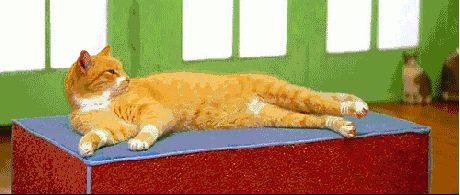 Nie wszystkie koty są leniwe – Niektóre naprawdę dbają o formę 