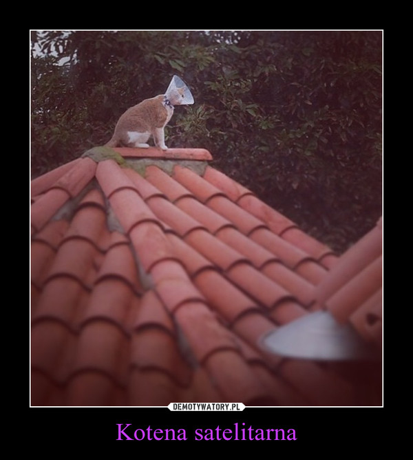 Kotena satelitarna –  