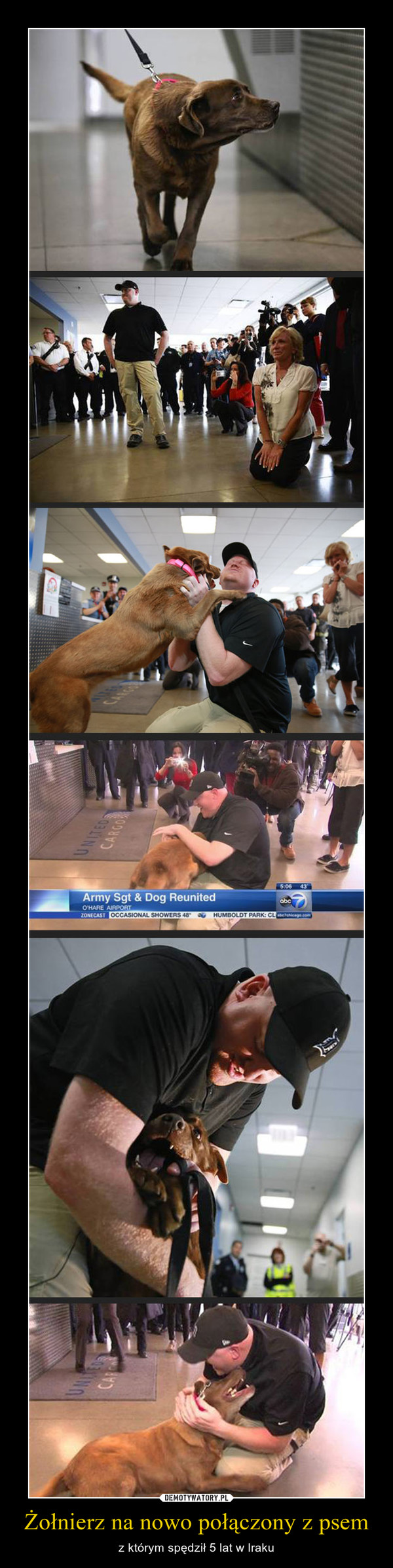 Żołnierz na nowo połączony z psem – z którym spędził 5 lat w Iraku 