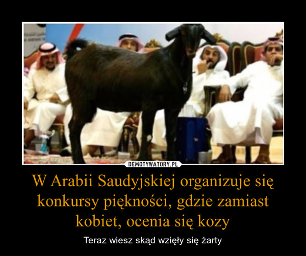 W Arabii Saudyjskiej organizuje się konkursy piękności, gdzie zamiast kobiet, ocenia się kozy – Teraz wiesz skąd wzięły się żarty 