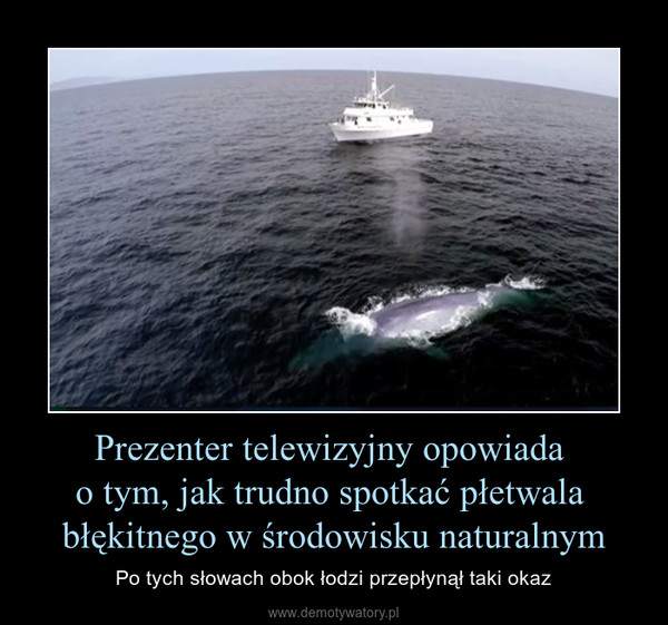Prezenter telewizyjny opowiada o tym, jak trudno spotkać płetwala błękitnego w środowisku naturalnym – Po tych słowach obok łodzi przepłynął taki okaz 