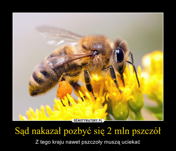 Sąd nakazał pozbyć się 2 mln pszczół – Z tego kraju nawet pszczoły muszą uciekać 