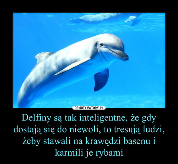 Delfiny są tak inteligentne, że gdy dostają się do niewoli, to tresują ludzi, żeby stawali na krawędzi basenu i karmili je rybami –  