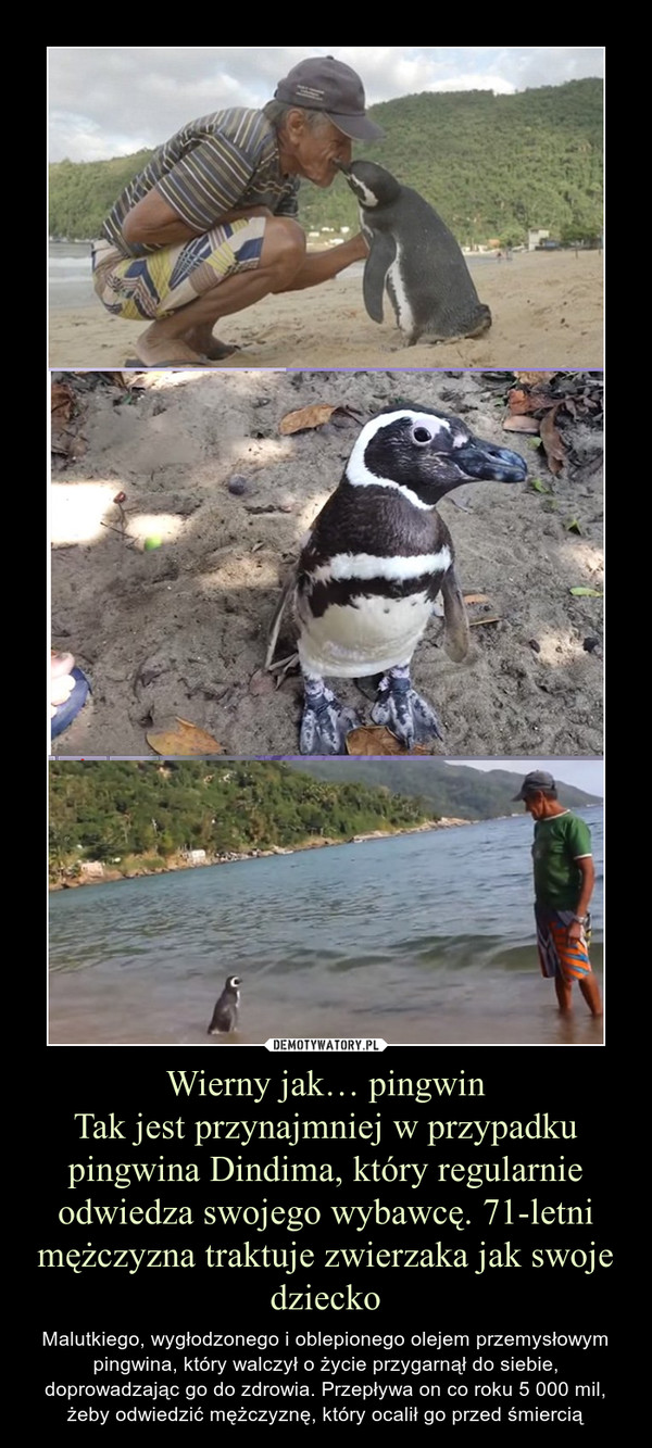 Wierny jak… pingwinTak jest przynajmniej w przypadku pingwina Dindima, który regularnie odwiedza swojego wybawcę. 71-letni mężczyzna traktuje zwierzaka jak swoje dziecko – Malutkiego, wygłodzonego i oblepionego olejem przemysłowym pingwina, który walczył o życie przygarnął do siebie, doprowadzając go do zdrowia. Przepływa on co roku 5 000 mil, żeby odwiedzić mężczyznę, który ocalił go przed śmiercią 