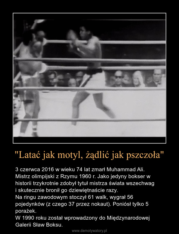 "Latać jak motyl, żądlić jak pszczoła" – 3 czerwca 2016 w wieku 74 lat zmarł Muhammad Ali.Mistrz olimpijski z Rzymu 1960 r. Jako jedyny bokser w historii trzykrotnie zdobył tytuł mistrza świata wszechwagi skutecznie bronił go dziewiętnaście razy. Na ringu zawodowym stoczył 61 walk, wygrał 56 pojedynków (z czego 37 przez nokaut). Poniósł tylko 5 porażek.W 1990 roku został wprowadzony do Międzynarodowej Galerii Sław Boksu. 