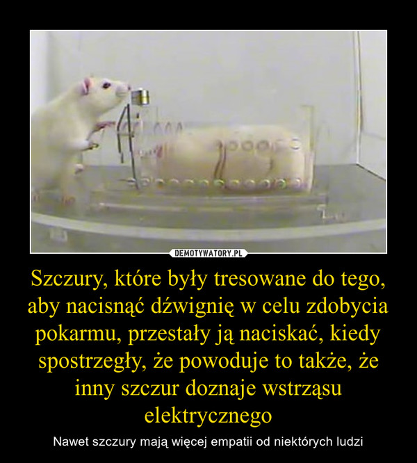 Szczury, które były tresowane do tego, aby nacisnąć dźwignię w celu zdobycia pokarmu, przestały ją naciskać, kiedy spostrzegły, że powoduje to także, że inny szczur doznaje wstrząsu elektrycznego – Nawet szczury mają więcej empatii od niektórych ludzi 