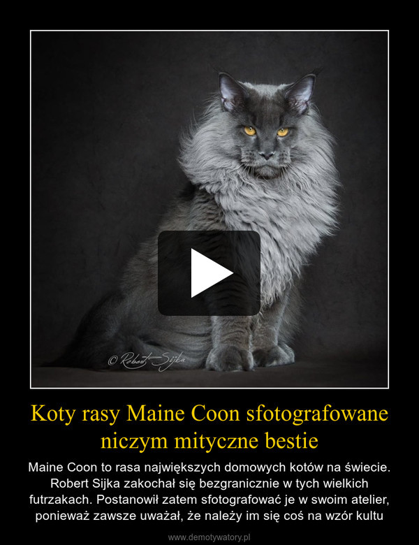 Koty rasy Maine Coon sfotografowane niczym mityczne bestie – Maine Coon to rasa największych domowych kotów na świecie. Robert Sijka zakochał się bezgranicznie w tych wielkich futrzakach. Postanowił zatem sfotografować je w swoim atelier, ponieważ zawsze uważał, że należy im się coś na wzór kultu 