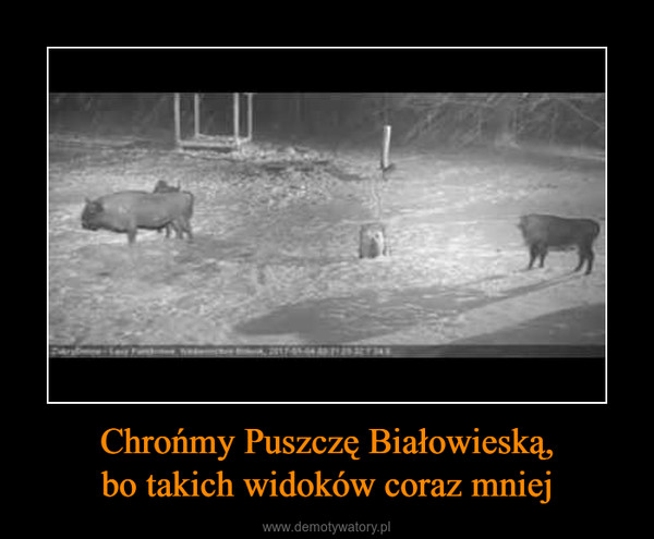 Chrońmy Puszczę Białowieską,bo takich widoków coraz mniej –  