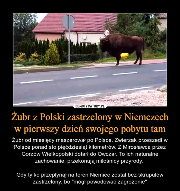 Żubr z Polski zastrzelony w Niemczech w pierwszy dzień swojego pobytu tam