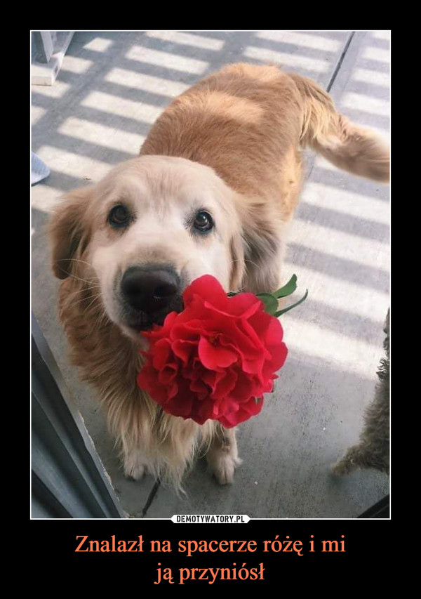 Znalazł na spacerze różę i miją przyniósł –  