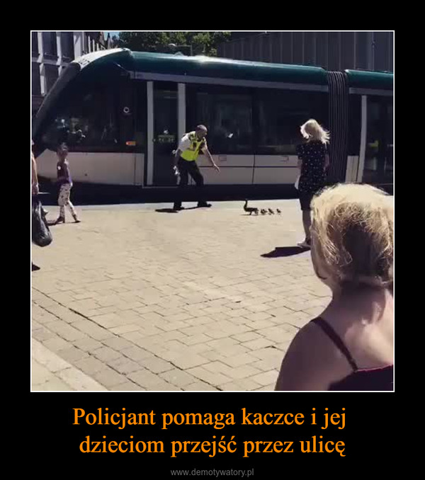 Policjant pomaga kaczce i jej dzieciom przejść przez ulicę –  