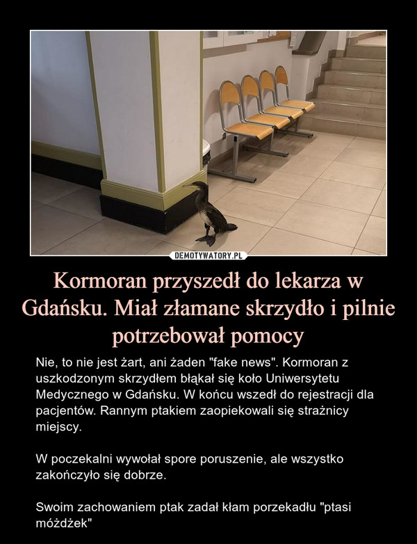 Kormoran przyszedł do lekarza w Gdańsku. Miał złamane skrzydło i pilnie potrzebował pomocy