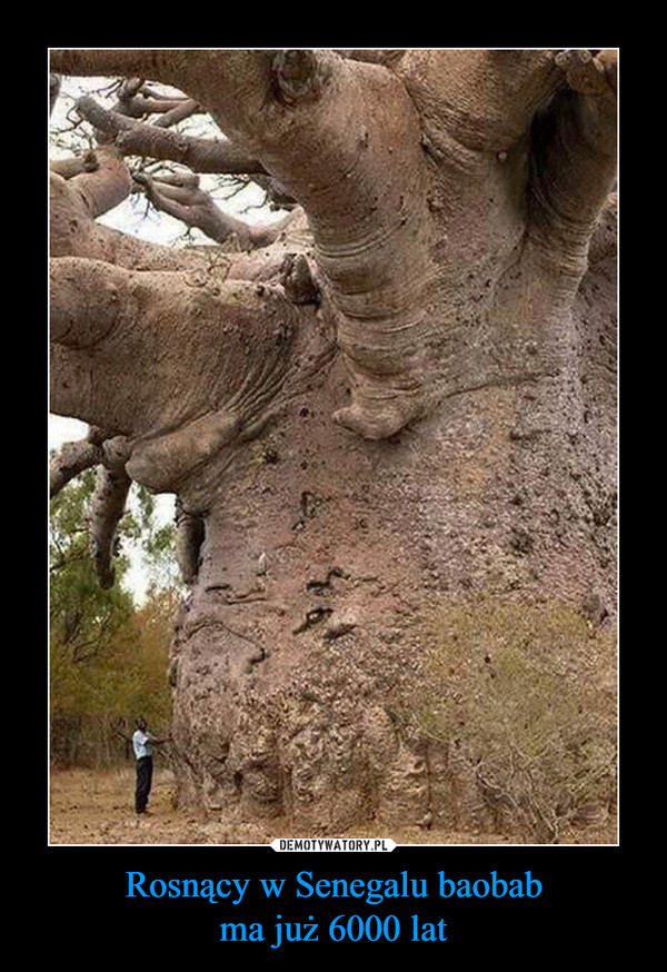 Rosnący w Senegalu baobabma już 6000 lat –  