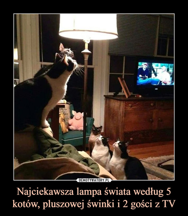 Najciekawsza lampa świata według 5 kotów, pluszowej świnki i 2 gości z TV –  