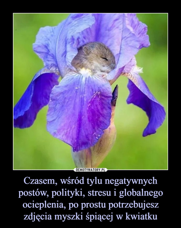 Czasem, wśród tylu negatywnych postów, polityki, stresu i globalnego ocieplenia, po prostu potrzebujesz zdjęcia myszki śpiącej w kwiatku