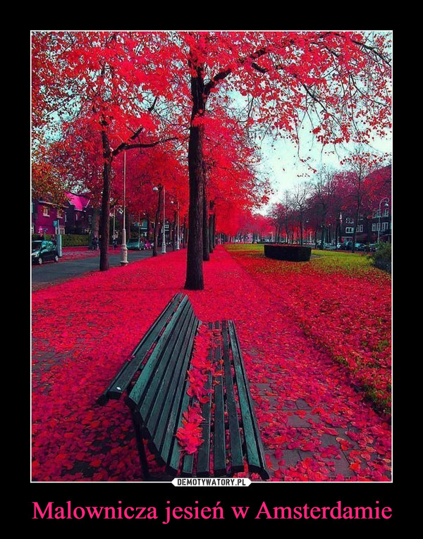 Malownicza jesień w Amsterdamie –  