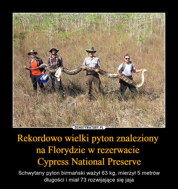 Rekordowo wielki pyton znaleziony na Florydzie w rezerwacie Cypress National Preserve – Schwytany pyton birmański ważył 63 kg, mierzył 5 metrów długości i miał 73 rozwijające się jaja 