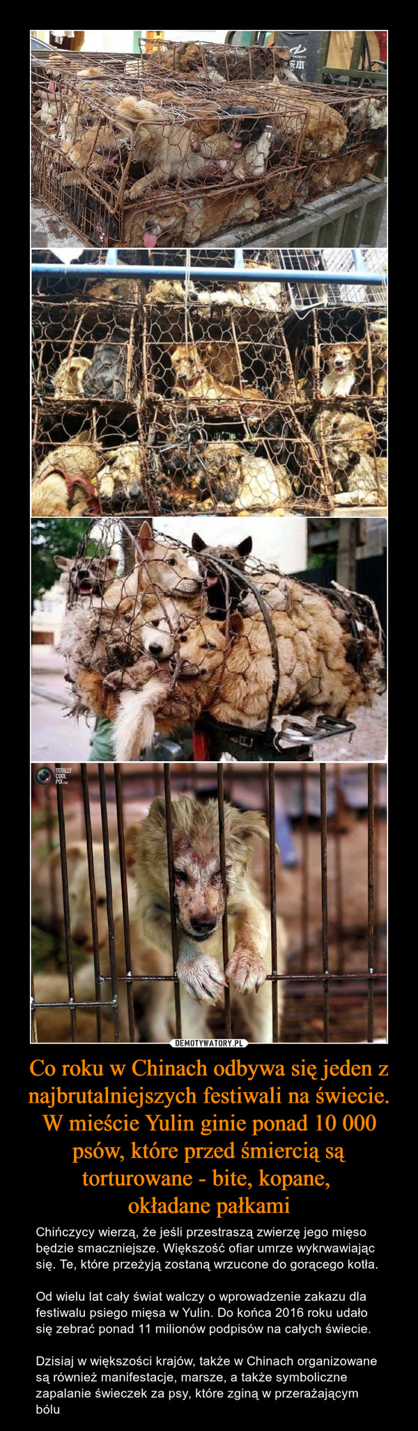 Co roku w Chinach odbywa się jeden z najbrutalniejszych festiwali na świecie. W mieście Yulin ginie ponad 10 000 psów, które przed śmiercią są torturowane - bite, kopane, okładane pałkami – Chińczycy wierzą, że jeśli przestraszą zwierzę jego mięso będzie smaczniejsze. Większość ofiar umrze wykrwawiając się. Te, które przeżyją zostaną wrzucone do gorącego kotła.Od wielu lat cały świat walczy o wprowadzenie zakazu dla festiwalu psiego mięsa w Yulin. Do końca 2016 roku udało się zebrać ponad 11 milionów podpisów na całych świecie. Dzisiaj w większości krajów, także w Chinach organizowane są również manifestacje, marsze, a także symboliczne zapalanie świeczek za psy, które zginą w przerażającym bólu 