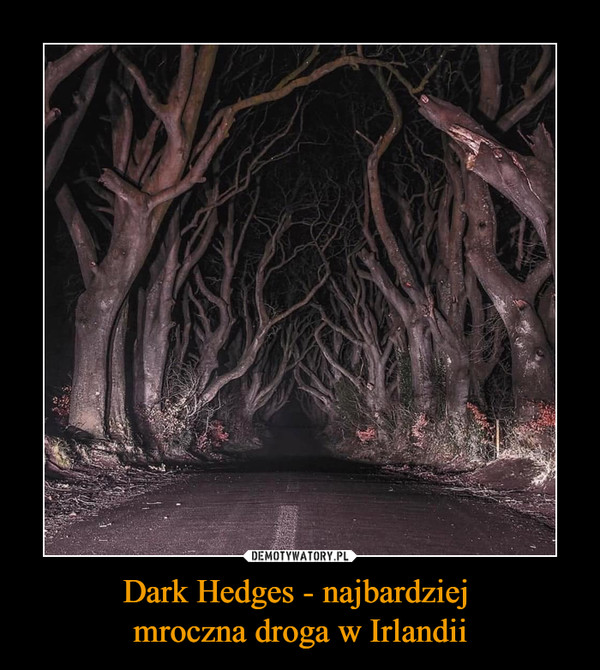Dark Hedges - najbardziej 
mroczna droga w Irlandii