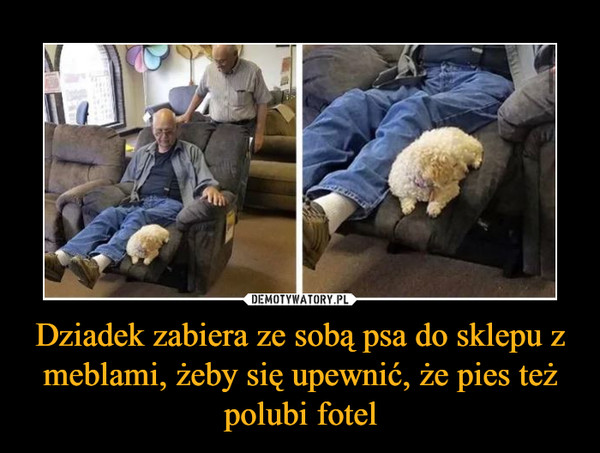 Dziadek zabiera ze sobą psa do sklepu z meblami, żeby się upewnić, że pies też polubi fotel –  