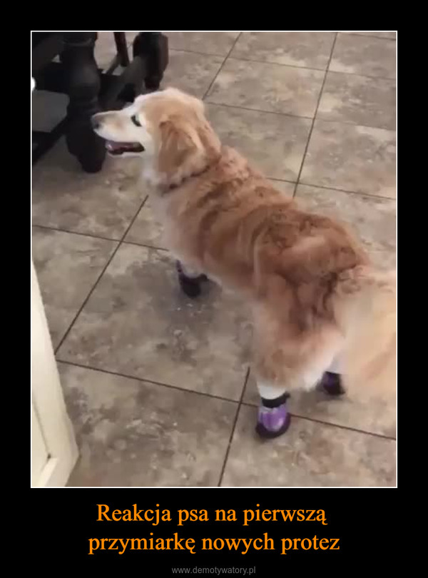 Reakcja psa na pierwszą przymiarkę nowych protez –  