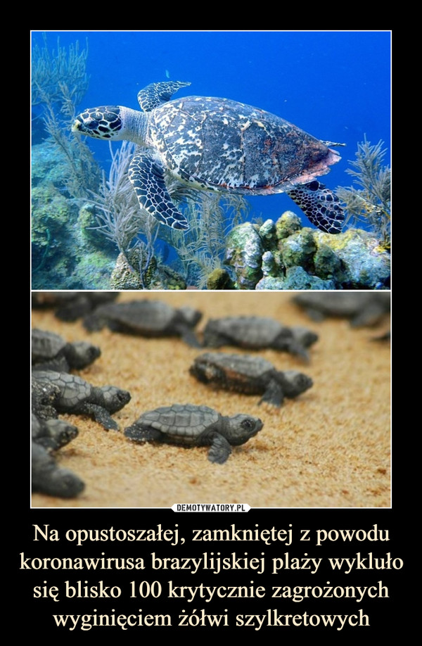 Na opustoszałej, zamkniętej z powodu koronawirusa brazylijskiej plaży wykluło się blisko 100 krytycznie zagrożonych wyginięciem żółwi szylkretowych –  