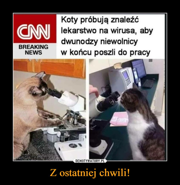 Z ostatniej chwili! –  BREAKING NEWS Koty próbują znaleźć lekarstwo na wirusa, aby dwunodzy niewolnicy w końcu poszli do pracy