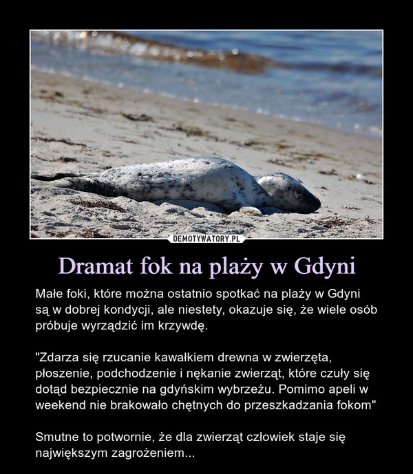 Dramat fok na plaży w Gdyni