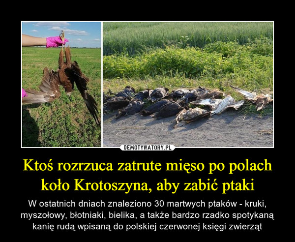 Ktoś rozrzuca zatrute mięso po polach koło Krotoszyna, aby zabić ptaki – W ostatnich dniach znaleziono 30 martwych ptaków - kruki, myszołowy, błotniaki, bielika, a także bardzo rzadko spotykaną kanię rudą wpisaną do polskiej czerwonej księgi zwierząt 