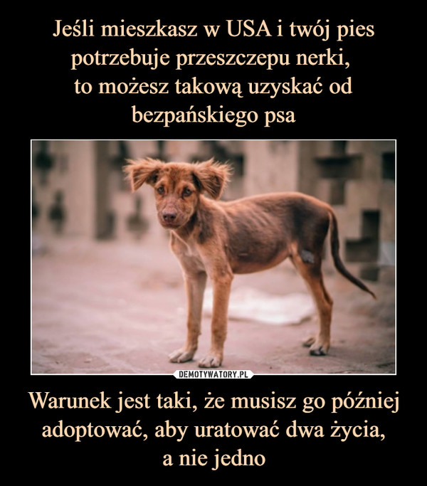 Jeśli mieszkasz w USA i twój pies potrzebuje przeszczepu nerki, 
to możesz takową uzyskać od bezpańskiego psa Warunek jest taki, że musisz go później adoptować, aby uratować dwa życia,
a nie jedno
