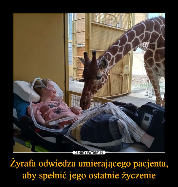 Żyrafa odwiedza umierającego pacjenta, aby spełnić jego ostatnie życzenie –  