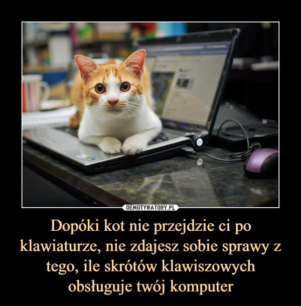 Dopóki kot nie przejdzie ci po klawiaturze, nie zdajesz sobie sprawy z tego, ile skrótów klawiszowych obsługuje twój komputer –  