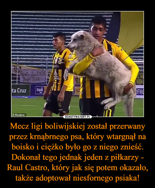 Mecz ligi boliwijskiej został przerwany przez krnąbrnego psa, który wtargnął na boisko i ciężko było go z niego znieść. Dokonał tego jednak jeden z piłkarzy - Raul Castro, który jak się potem okazało, także adoptował niesfornego psiaka!