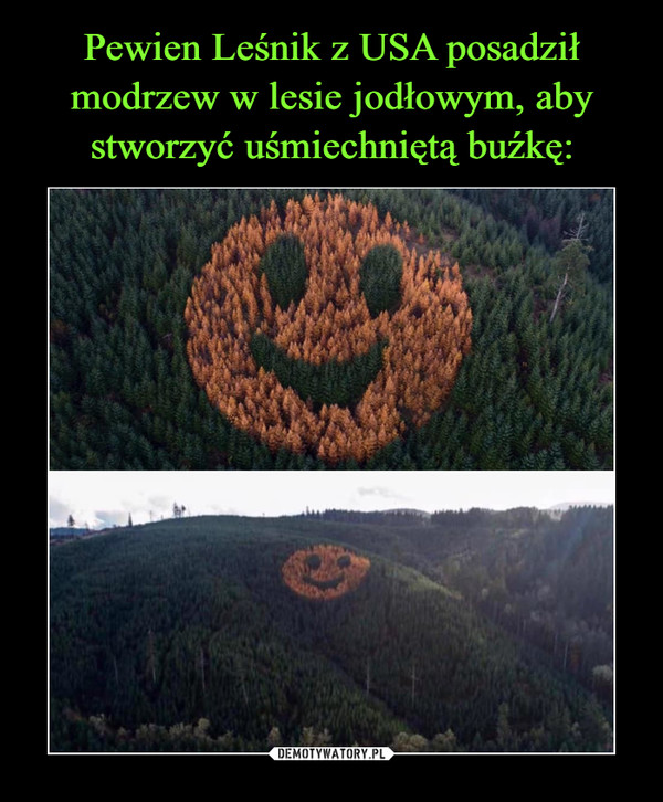 Pewien Leśnik z USA posadził modrzew w lesie jodłowym, aby stworzyć uśmiechniętą buźkę: