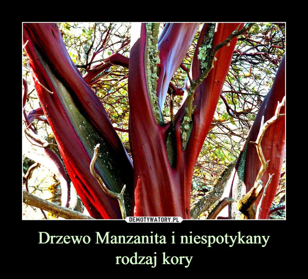 Drzewo Manzanita i niespotykany
rodzaj kory