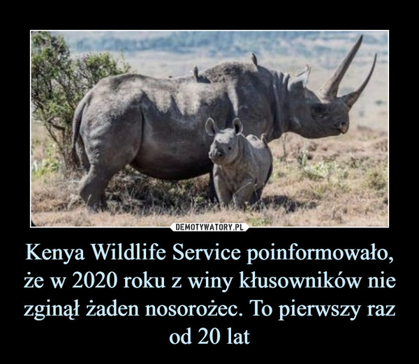 Kenya Wildlife Service poinformowało, że w 2020 roku z winy kłusowników nie zginął żaden nosorożec. To pierwszy raz od 20 lat –  