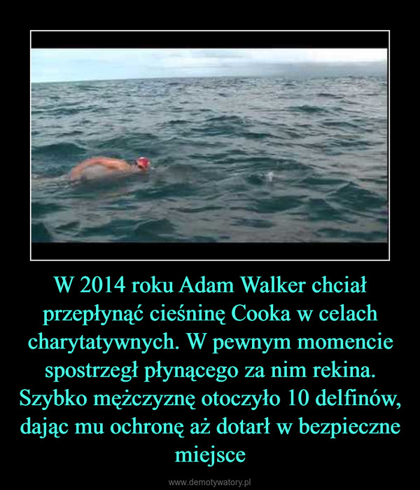 W 2014 roku Adam Walker chciał przepłynąć cieśninę Cooka w celach charytatywnych. W pewnym momencie spostrzegł płynącego za nim rekina. Szybko mężczyznę otoczyło 10 delfinów, dając mu ochronę aż dotarł w bezpieczne miejsce –  