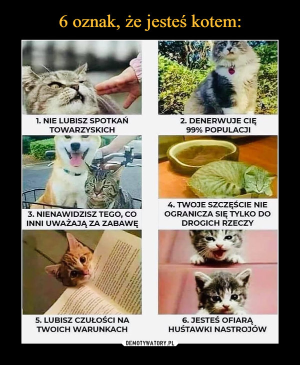 6 oznak, że jesteś kotem: