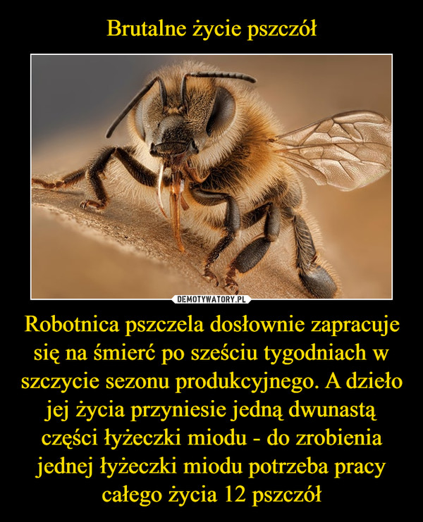 Brutalne życie pszczół Robotnica pszczela dosłownie zapracuje się na śmierć po sześciu tygodniach w szczycie sezonu produkcyjnego. A dzieło jej życia przyniesie jedną dwunastą części łyżeczki miodu - do zrobienia jednej łyżeczki miodu potrzeba pracy całego życia 12 pszczół