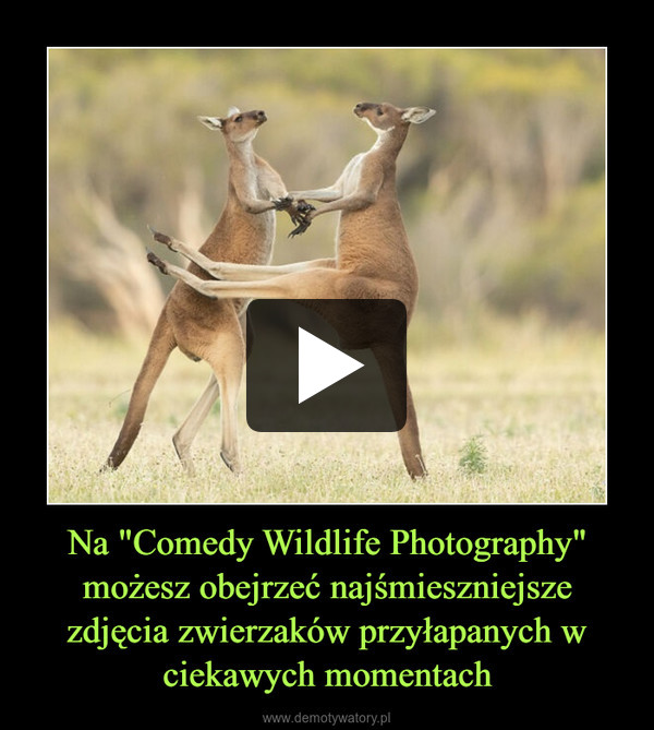 Na "Comedy Wildlife Photography" możesz obejrzeć najśmieszniejsze zdjęcia zwierzaków przyłapanych w ciekawych momentach –  