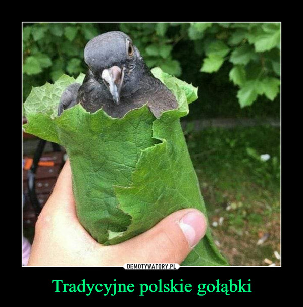 Tradycyjne polskie gołąbki –  