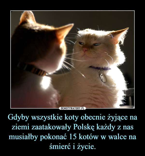 Gdyby wszystkie koty obecnie żyjące na ziemi zaatakowały Polskę każdy z nas musiałby pokonać 15 kotów w walce na śmierć i życie. –  