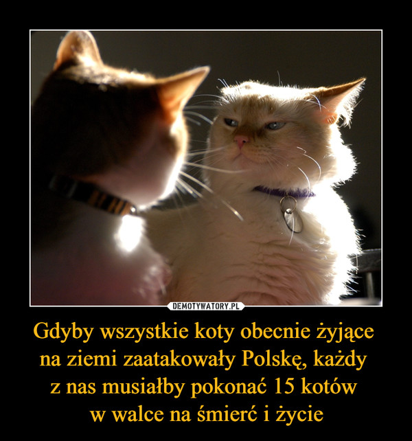 Gdyby wszystkie koty obecnie żyjące na ziemi zaatakowały Polskę, każdy z nas musiałby pokonać 15 kotów w walce na śmierć i życie –  