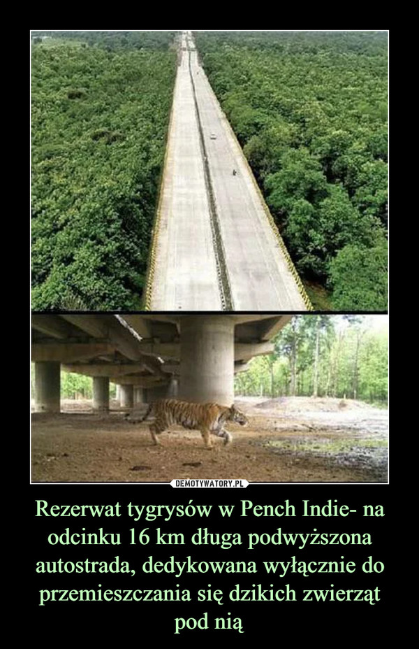 Rezerwat tygrysów w Pench Indie- na odcinku 16 km długa podwyższona autostrada, dedykowana wyłącznie do przemieszczania się dzikich zwierzątpod nią –  